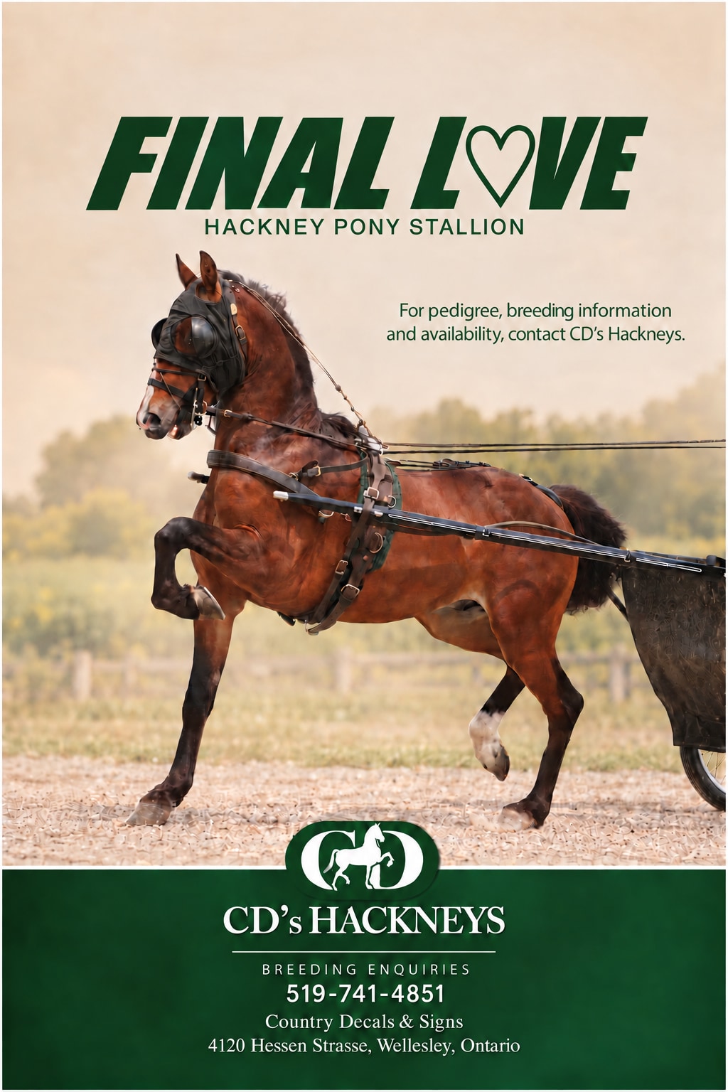 Final Love Hackney pony stallion poster with breeding enquiry details