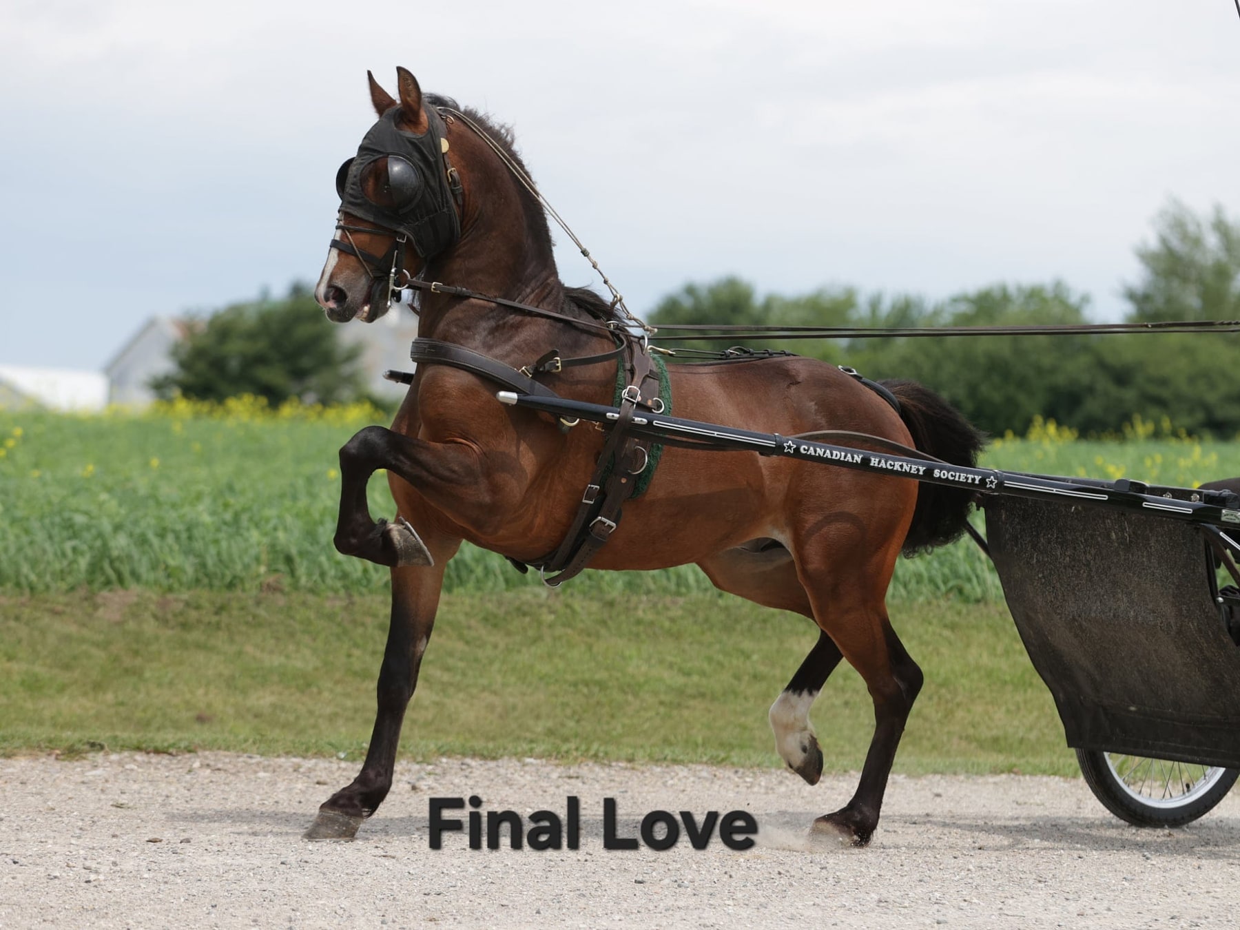 Final Love in harness